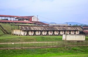 Firestone Not Happy with Gov’t Set Prices for Rubber – Suspends Purchases