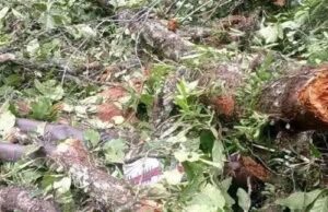 Tragedy Strikes River Gee: Man Dies in Logging Accident