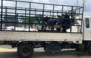 Mamie Doe Shows Incivility to Pres Weah? She Returns Gifts