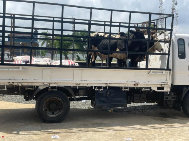 Weah_Cows