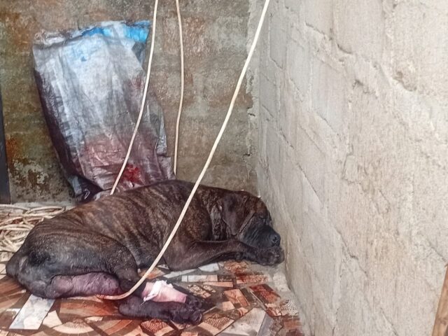 Wounded dog
