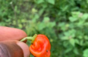 FDA Conducts Field Monitoring of EU-Funded Leh Go Green Project