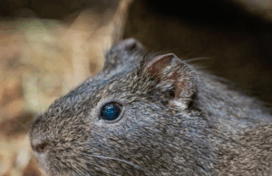 Cane Rat Farming Training Empowers Rural Communities in Grand Gedeh