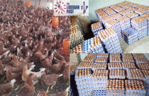 From Hits to Hens: JZyNo Turns Music Success into Eggland Venture