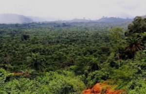 Grand Gedeh Bar Demands Transparency, Community Oversight in 30-Year Cocoa Land Lease