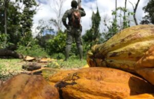 Grand Gedeh Signs 30-Year, 500-Acre Cocoa Lease With Burkinabé Investor