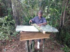 Turning Trees into Treasures: How Women and Communities Are Reviving Liberia’s Forests