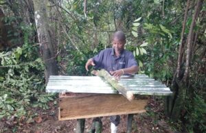 Turning Trees into Treasures: How Women and Communities Are Reviving Liberia’s Forests