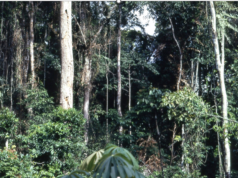 Liberia Calls for Global Support to Unlock Forest Economy at UN Event