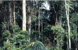 Liberia Calls for Global Support to Unlock Forest Economy at UN Event