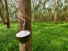 Liberia’s Rubber Industry Faces Growing Pressure as Calls Mount for Urgent Government Intervention