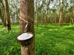 Liberia’s Rubber Industry Faces Growing Pressure as Calls Mount for Urgent Government Intervention