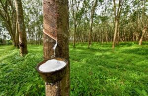 Liberia’s Rubber Industry Faces Growing Pressure as Calls Mount for Urgent Government Intervention