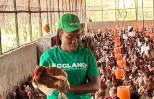 EGGLAND Expands Production to Bridge Liberia’s Egg Supply Gap
