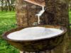 Rubber Planters Hail Boakai’s Raw Rubber Export Ban, Call Executive Order No. 166 ‘Historic Turning Point’ for Liberia’s Economy