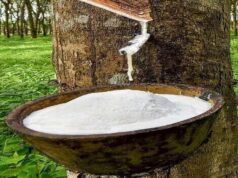 Rubber Planters Hail Boakai’s Raw Rubber Export Ban, Call Executive Order No. 166 ‘Historic Turning Point’ for Liberia’s Economy