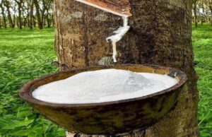 Rubber Planters Hail Boakai’s Raw Rubber Export Ban, Call Executive Order No. 166 ‘Historic Turning Point’ for Liberia’s Economy